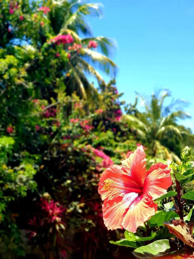 Gite 4 Etoiles, La Vieille Sucrerie St Claude Guadeloupe, Jacuzzi Spa Privatif, Vue Exceptionnelle Sur La Mer Des Caraibes Басе Тере Екстериор снимка